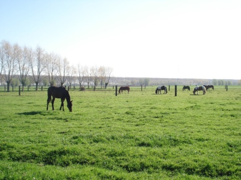 Paardenhotel boxen