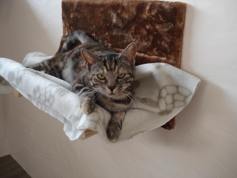 Kattenhotel verblijf