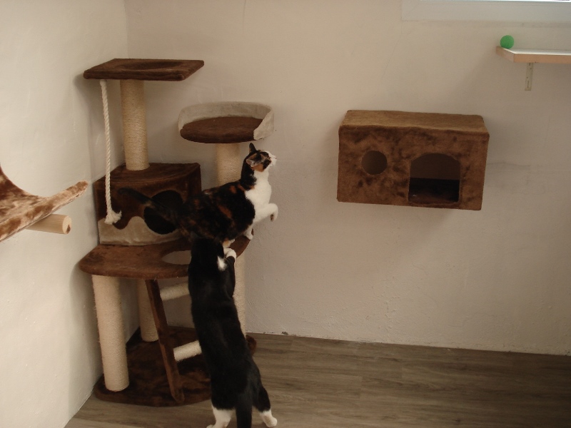 Kattenhotel faciliteiten