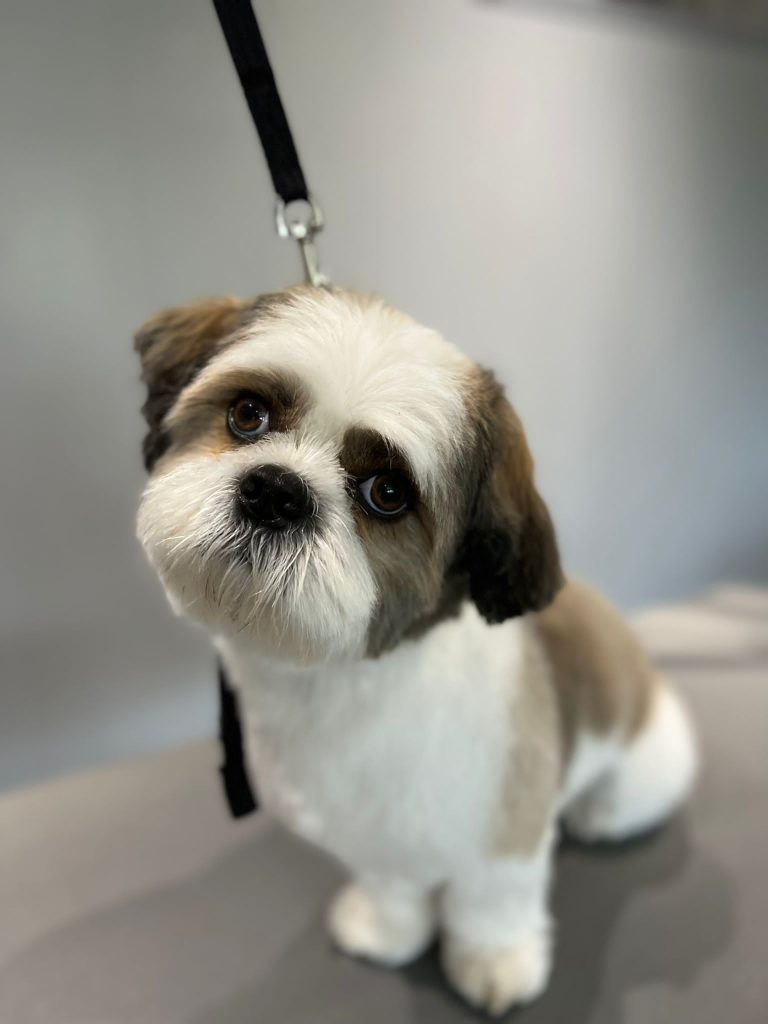 Trimsalon werkruimte