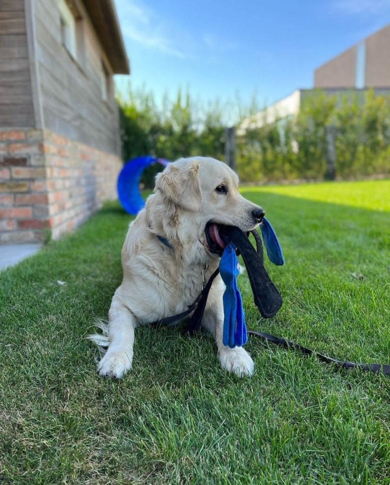 Wandel en spel speelweide