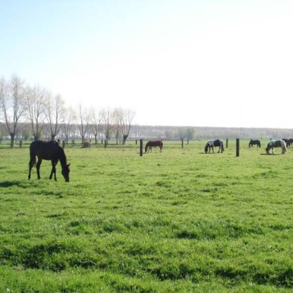 Paardenhotel